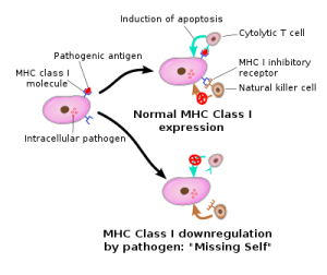 NK Cells